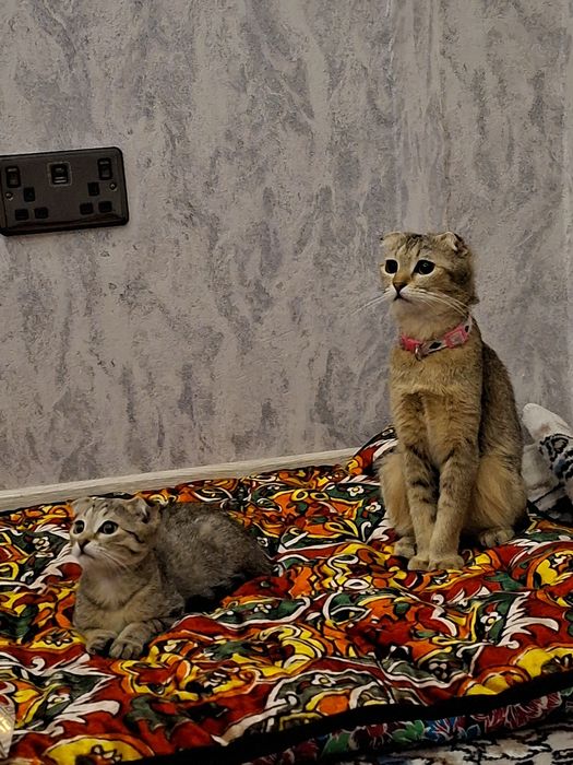 Вислоухий котенок 200$
