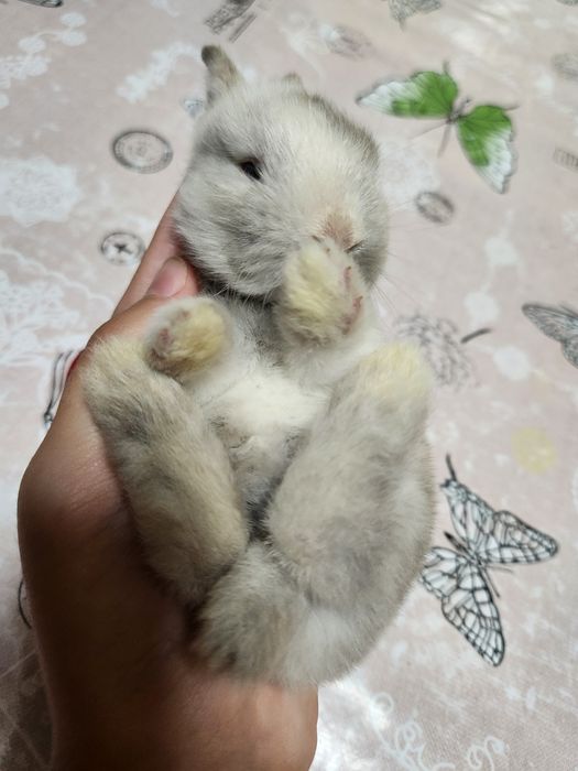 Продаются карликовые кролики! 

Милые, активные и здоровые карлик