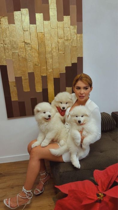 Samoyed foarte energici vaccinati carnet sanatate