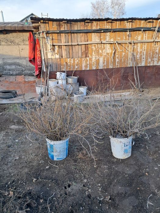 Продам саженцы смородина