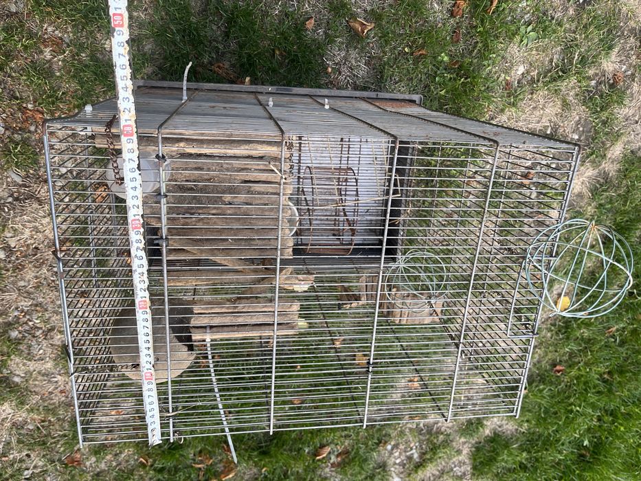 Vand cusca animale companie.