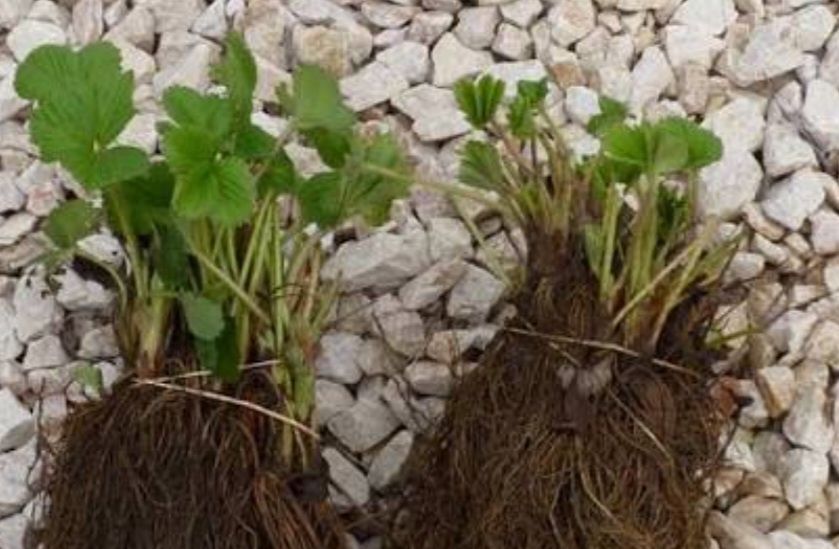 !!ВНИМАНИЕ!! Продавам Расад Ягоди и Малини