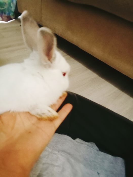 Кролики декоративные