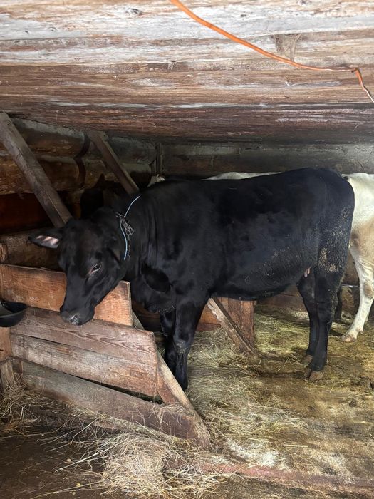 Vănd juncă!mai multe!