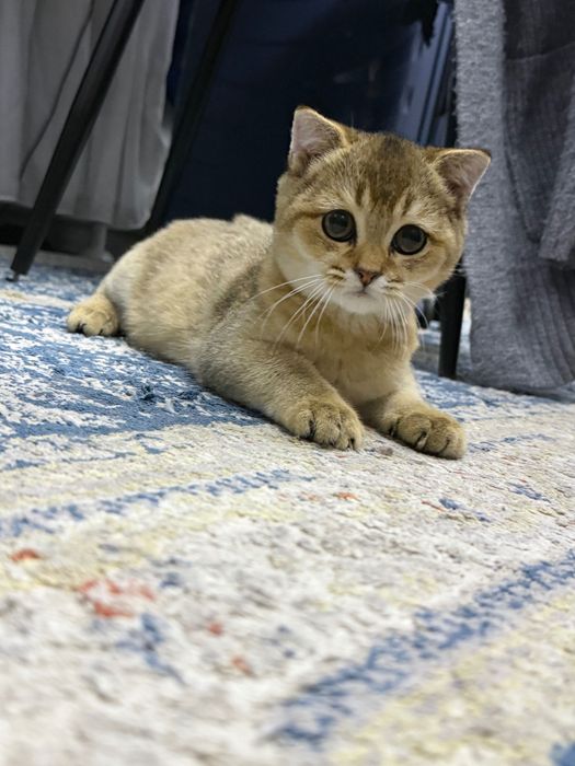 Золотая Шиншила кот