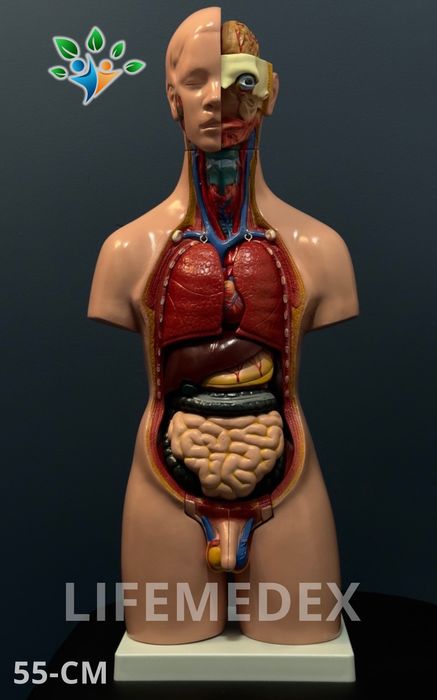 Анатомические Муляж ТОРС
