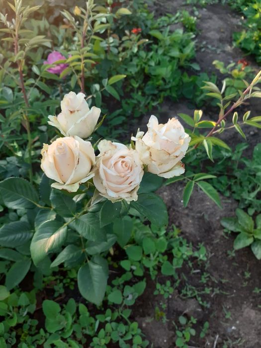 Продам дачу фёдоравка