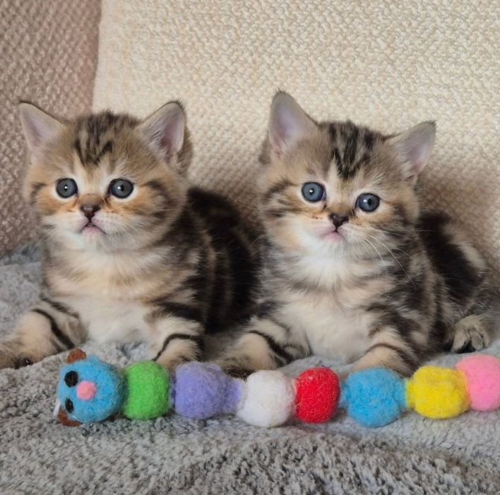 Продажа котят!!!