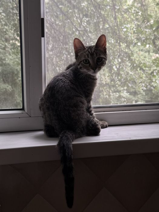 Отдам кота с добрые руки