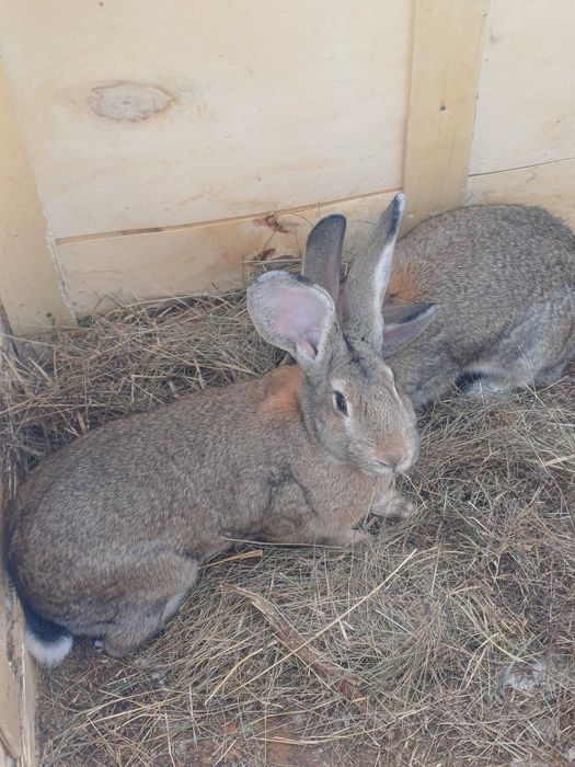 2 Кролихи фландр