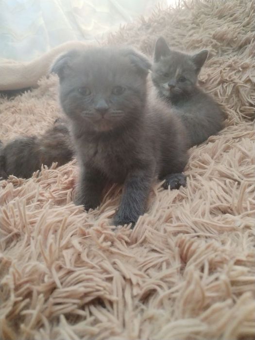 Продаются котята