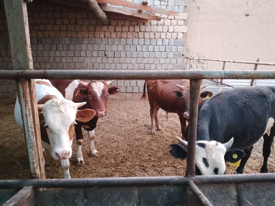 Росиски Горни Алтайдан келтирилган навослар сотилади.