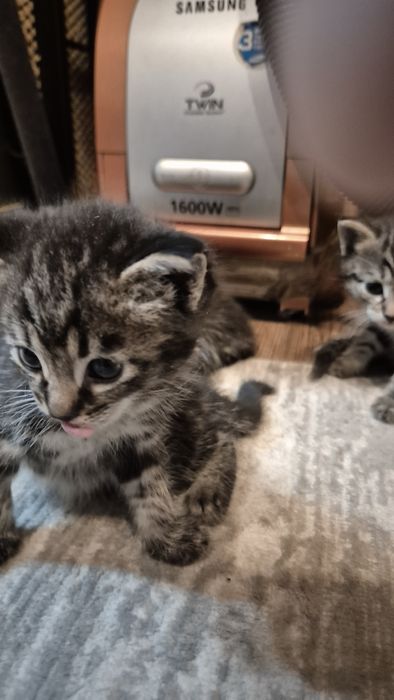 Отдам котят в добрые руки!