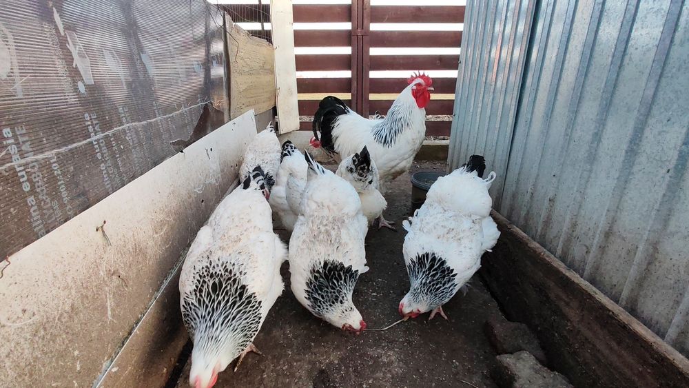 Ouă pt incubat Sussex HD