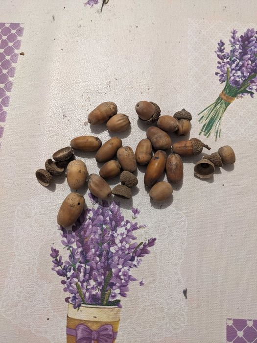 Клонки мъх жълъди шишарки за декоразия