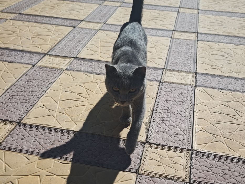 Котёнок отдам добрые руки
