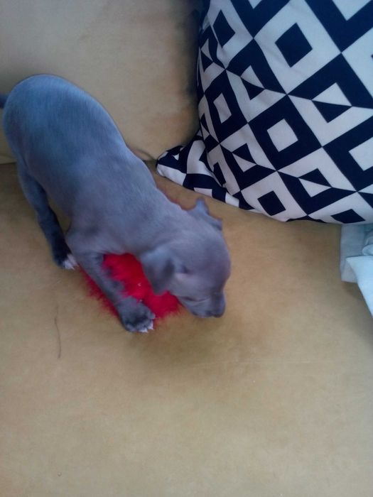 Малка италианска хрътка. Левретка