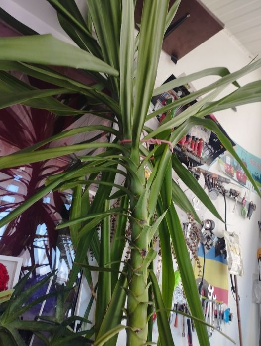 Yuca are 2.60metri înălțime