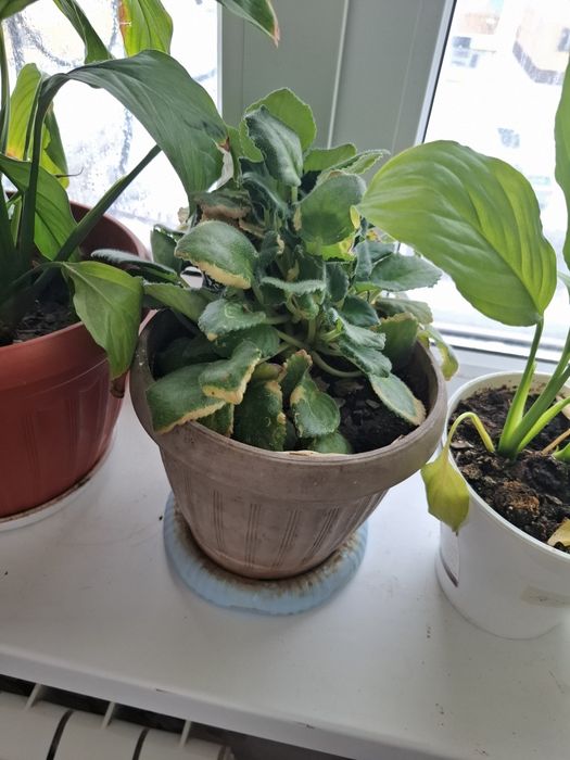 Комнатные растение хорошая