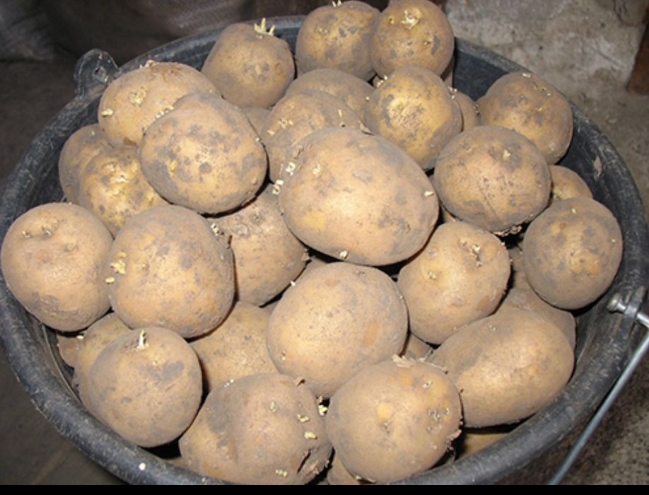 Продам картофель семенной дачный