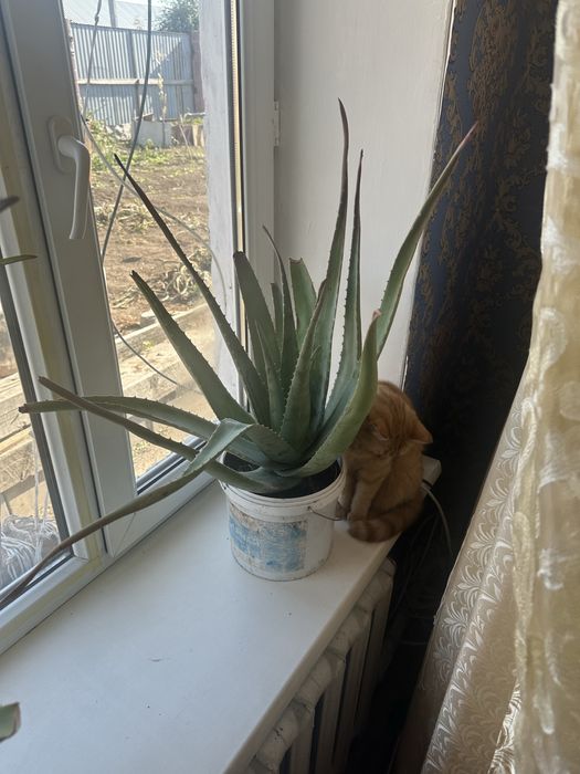 Алое трехгодичный