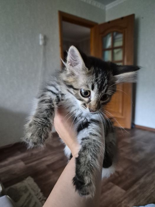 Отдам котенка в добрые руки