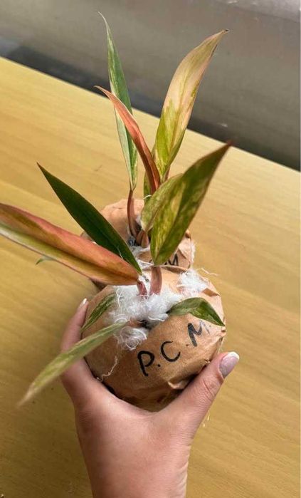 Редки Monstera и Philodendron