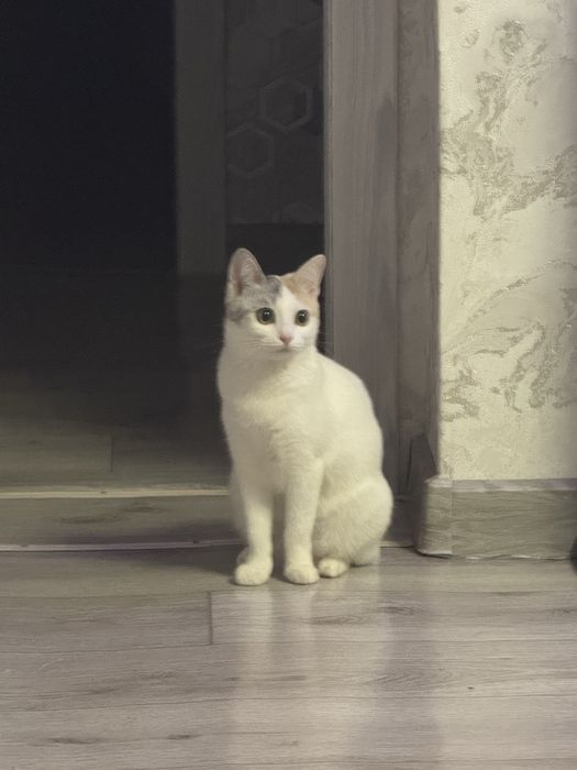 Отдам кошку в хорошие руки