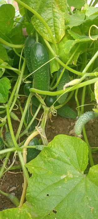 Огурцы Помидоры Соленья