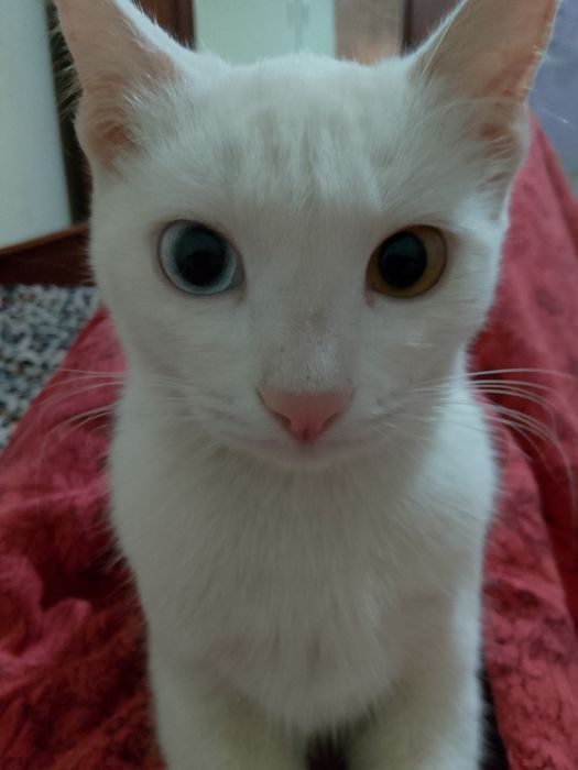 Narxlar kelishiniladi