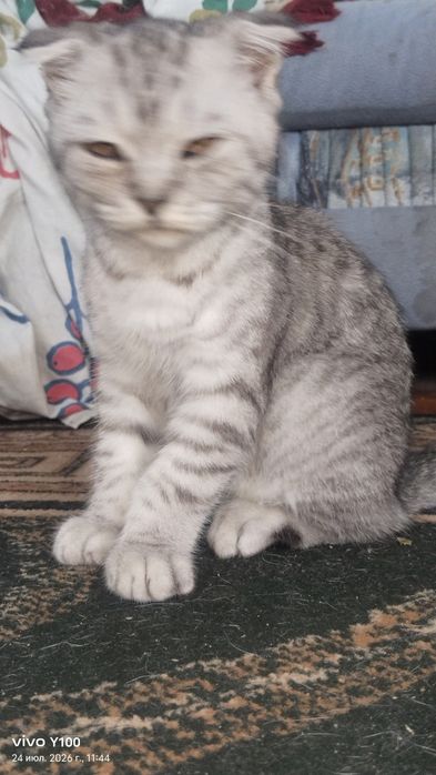 Котёнок шатланский