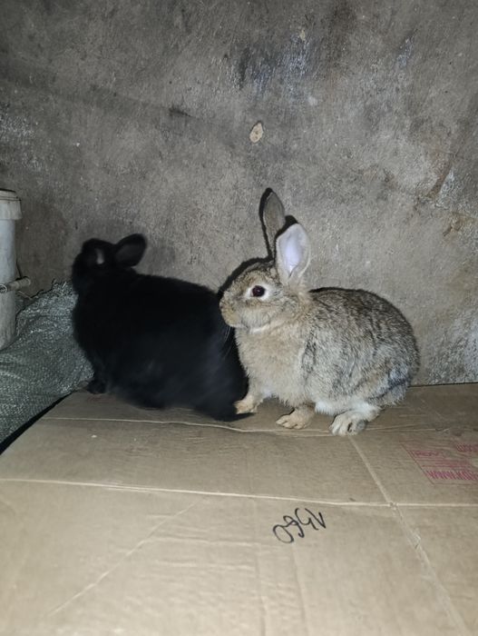 Продам маленьких кроликов