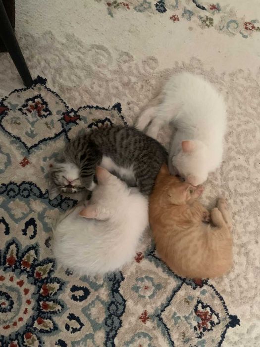 Котята 2,5 месяца