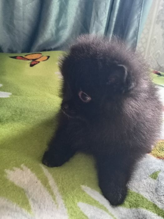 Продам щенка шпица