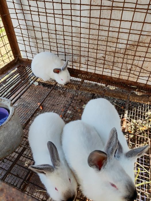 Разменям мъжко калифорнийско зайчезайче