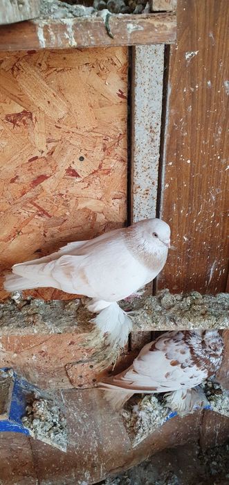 Голуби бойные разных мастей