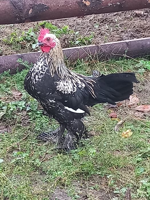 Cocoși mii de flori