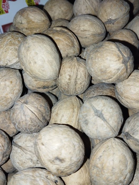 Продам или обменяю орех грецкий