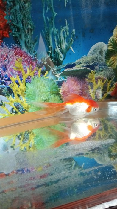 Продам аквариумных рыбок