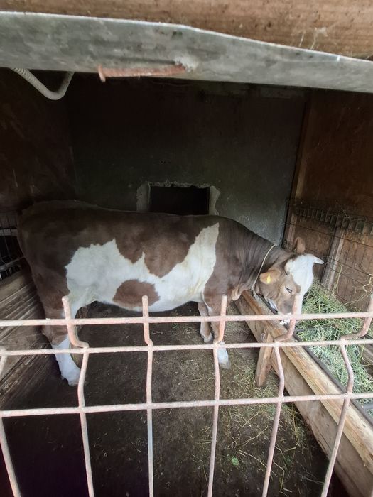 Vând vitea are 2 ani