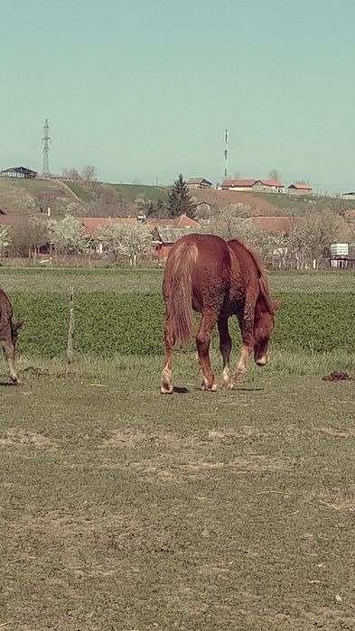 Vând mânză de un an