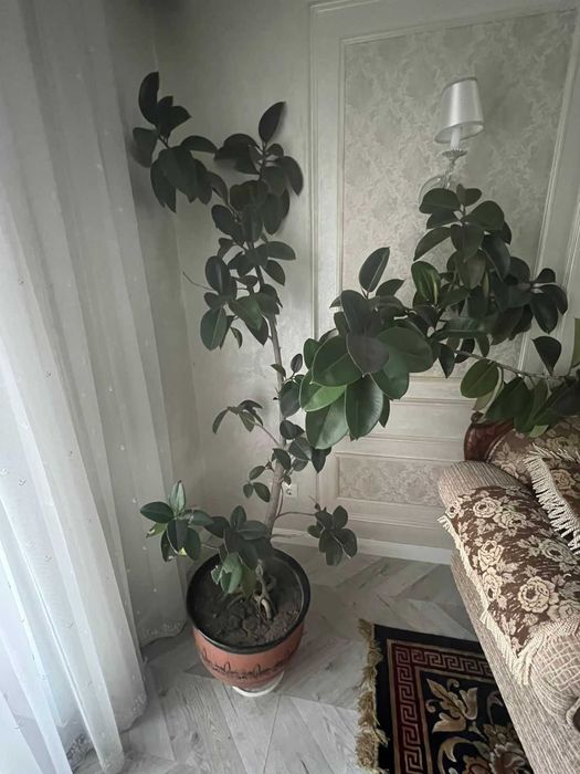 Фикус Мелани каучуковый. Высокий
