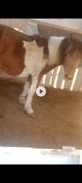 Қызғылт түсті аққұбаны қарақшы жұлып алды