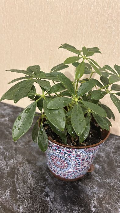 Милая шефлерка однотон