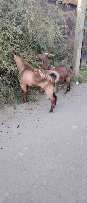 Продаю козу и козла