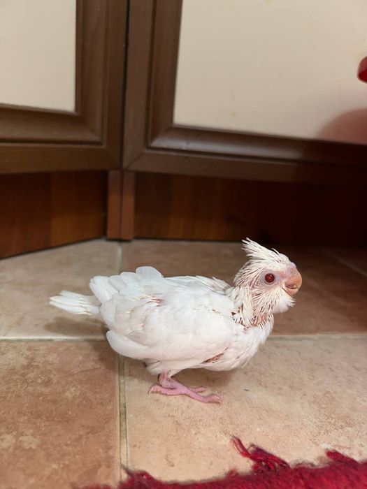 Продаются идеально ручный попугаи кореллы