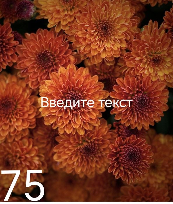 Продам Хризантемы
