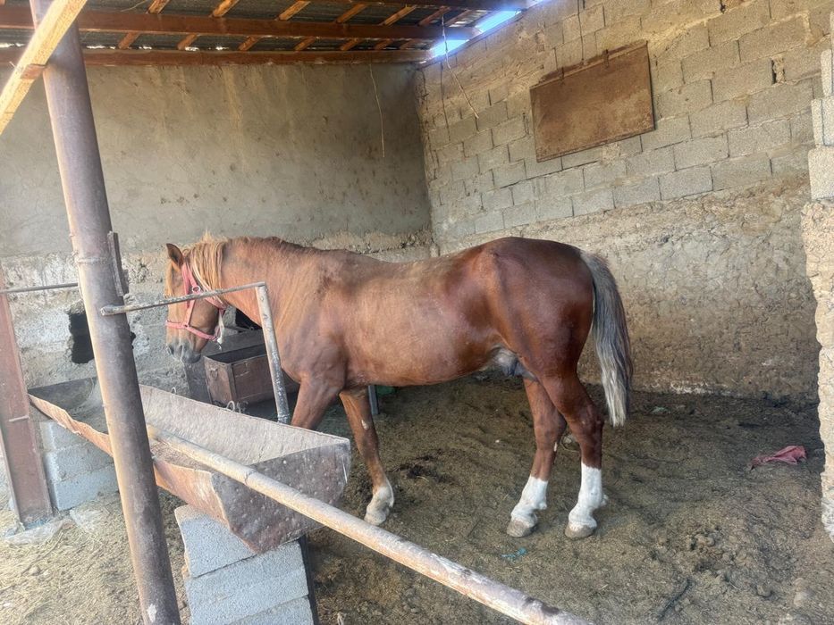 Көкпәрі ат сатылады