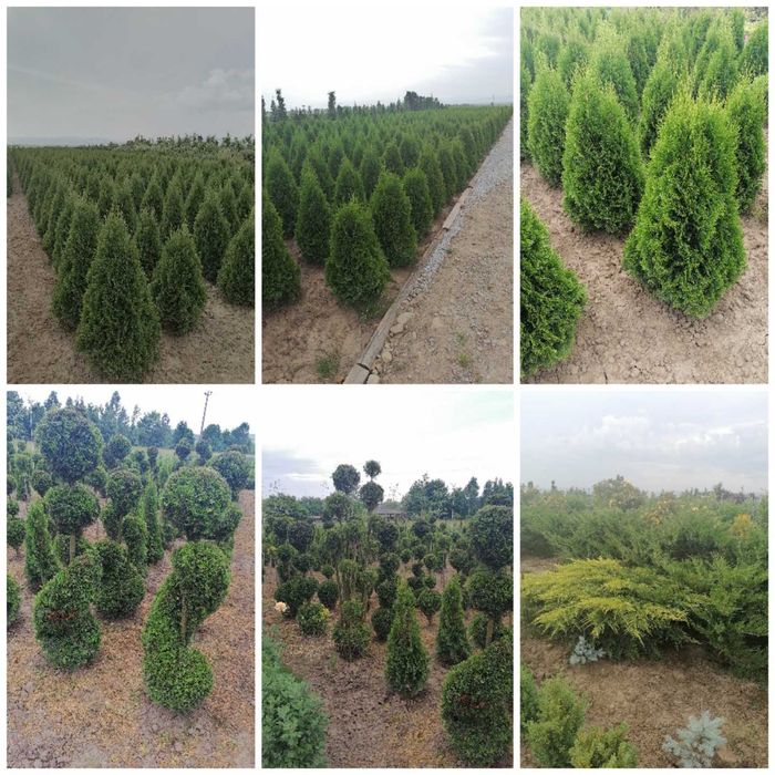 Tuia leylandi, columnaris, mesteacăn, tei, platan