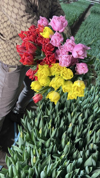 Тюльпаны к 8 марта оптом из теплицы
